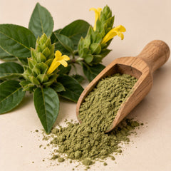 Barleria lupulina Powder 100g | Hop-headed Barleria image 2