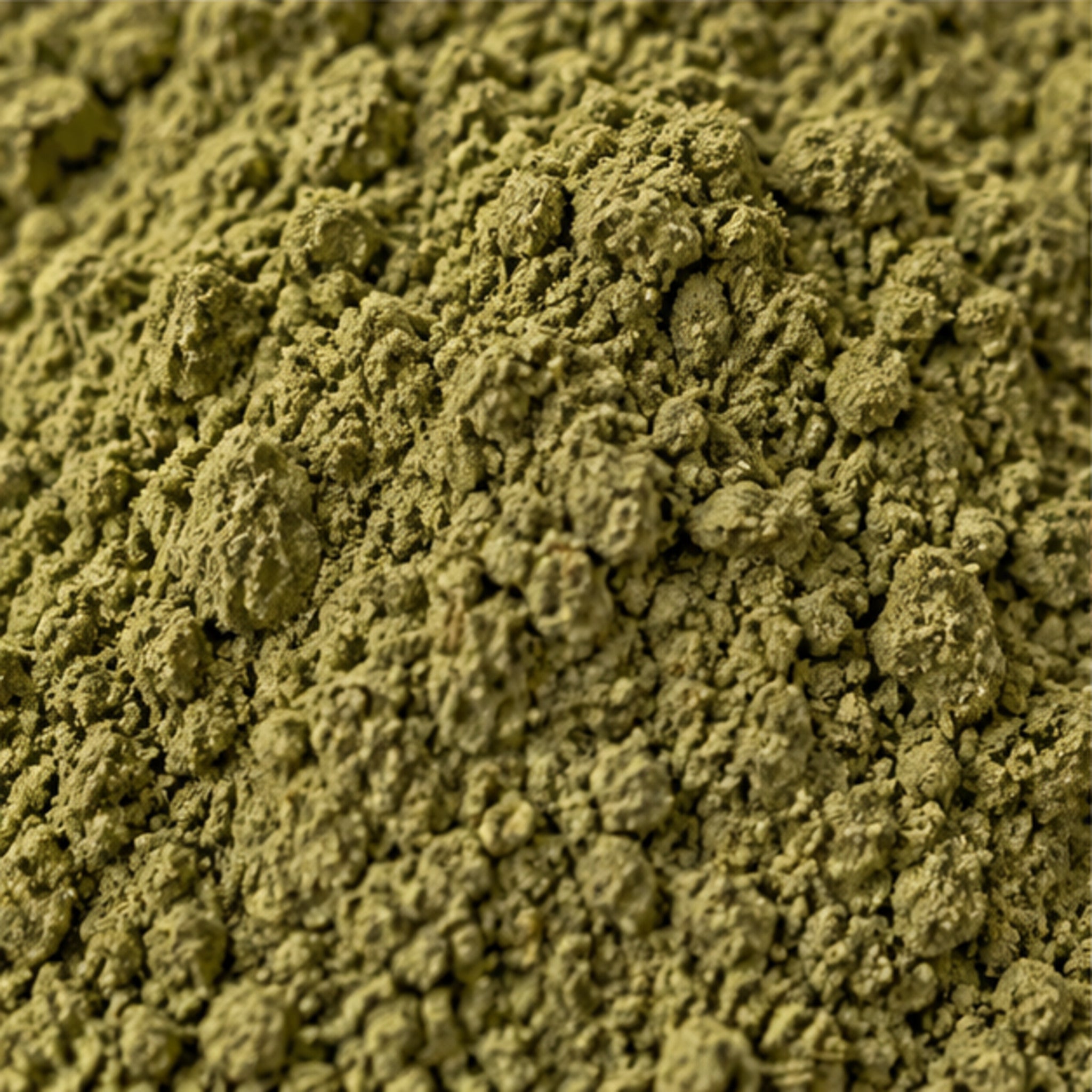 Barleria lupulina Powder 100g | Hop-headed Barleria image 3