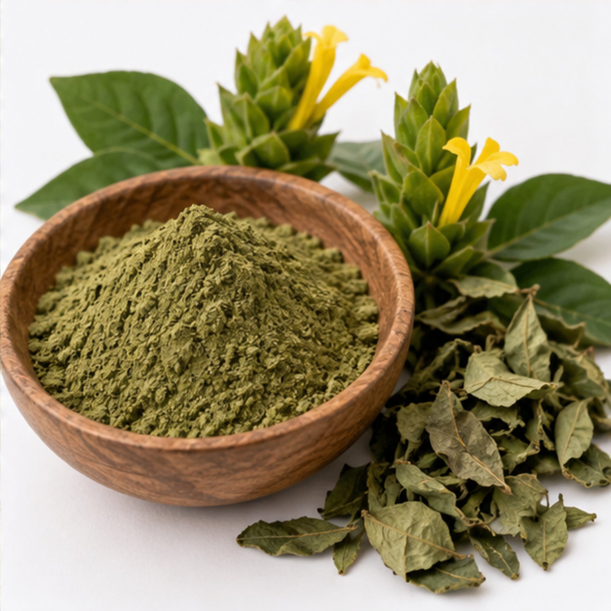 Barleria lupulina Powder 100g | Hop-headed Barleria image 4