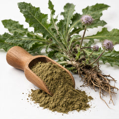 Prickly-leaved elephant's foot Powder 100g. Elephantopus scaber image 2