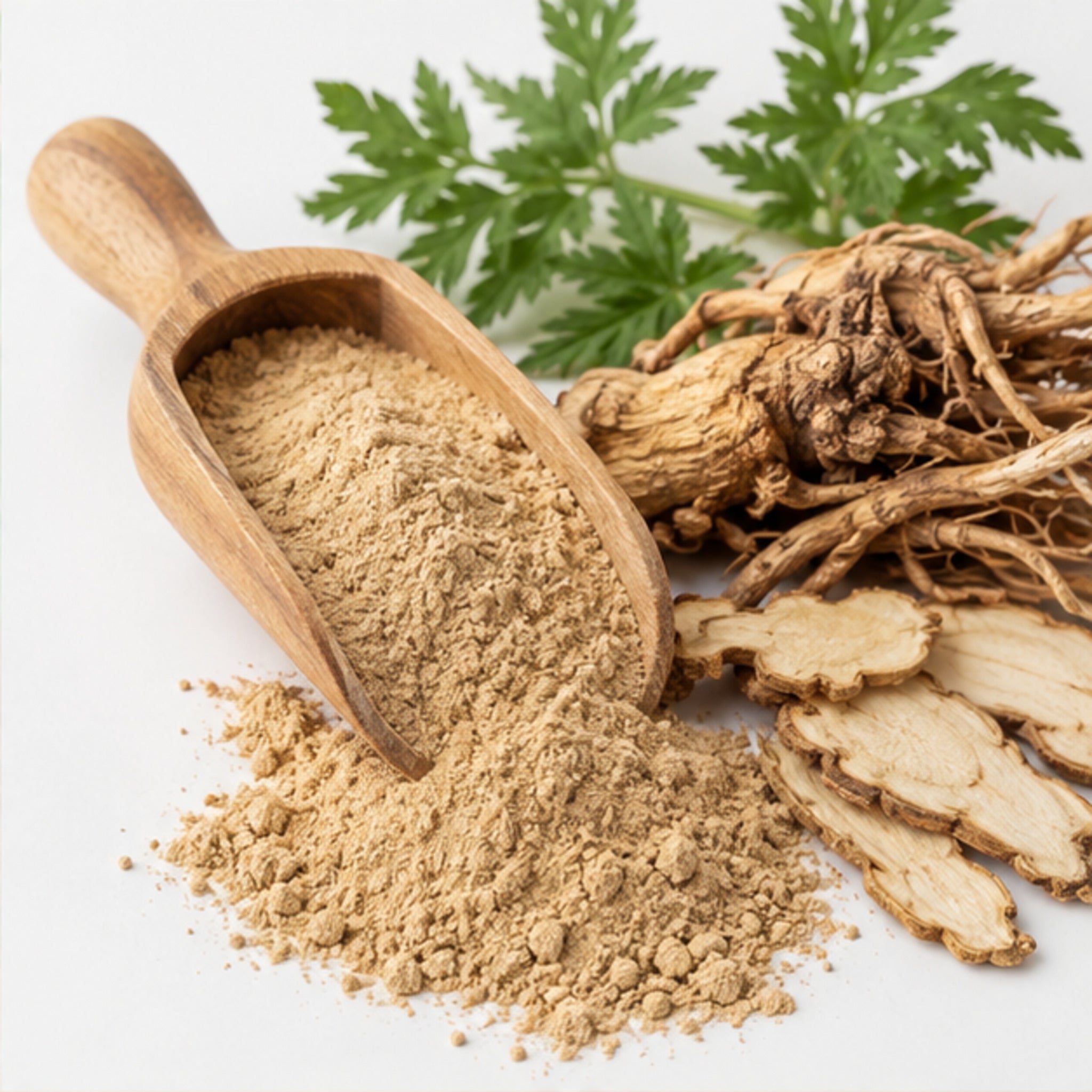 Dong Quai Root Powder 100g | Angelica sinensis image 2