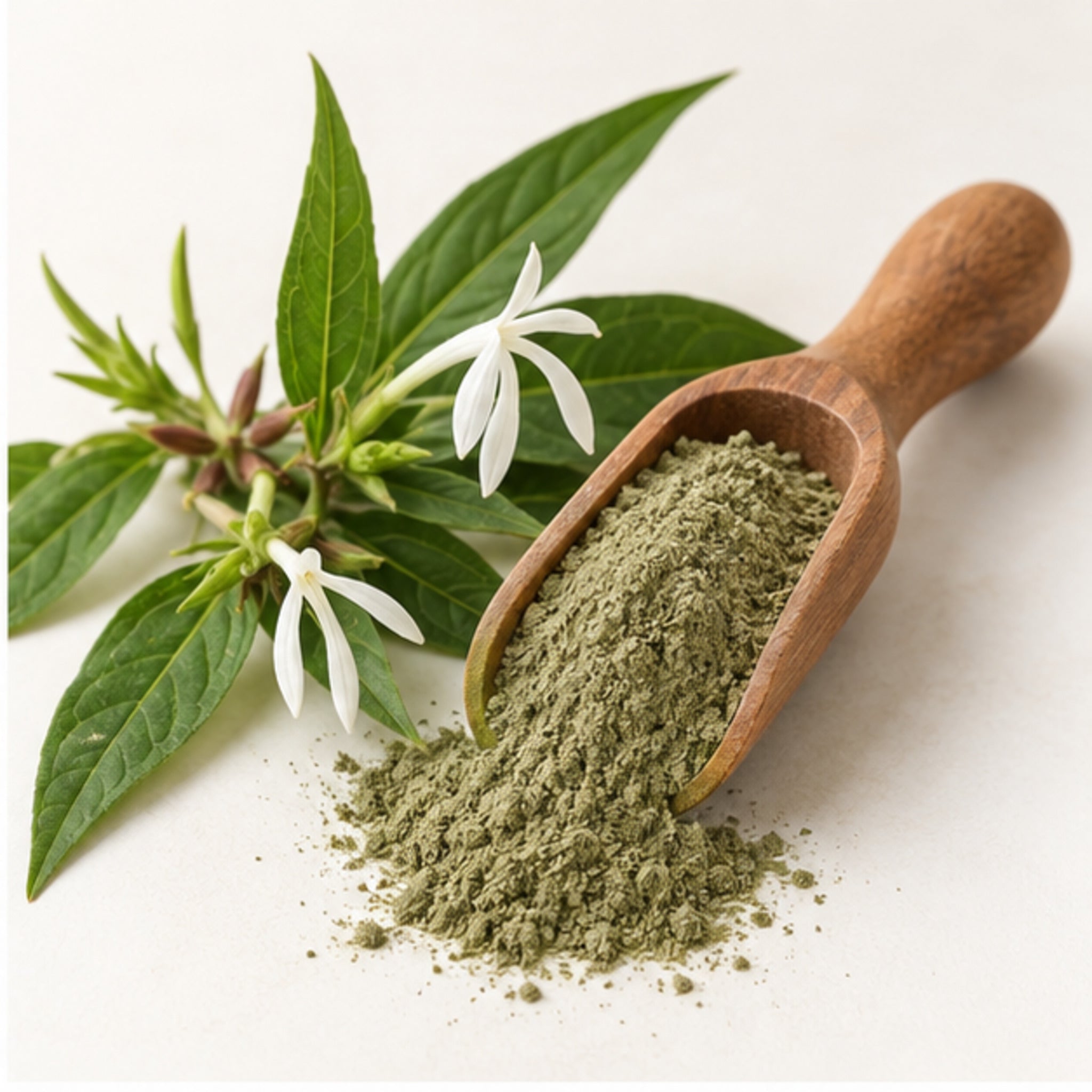 Rhinacanthus Nasutus Powder 100g. image 2