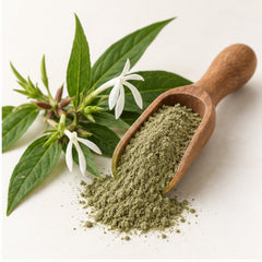 Rhinacanthus Nasutus Powder 100g. image 2
