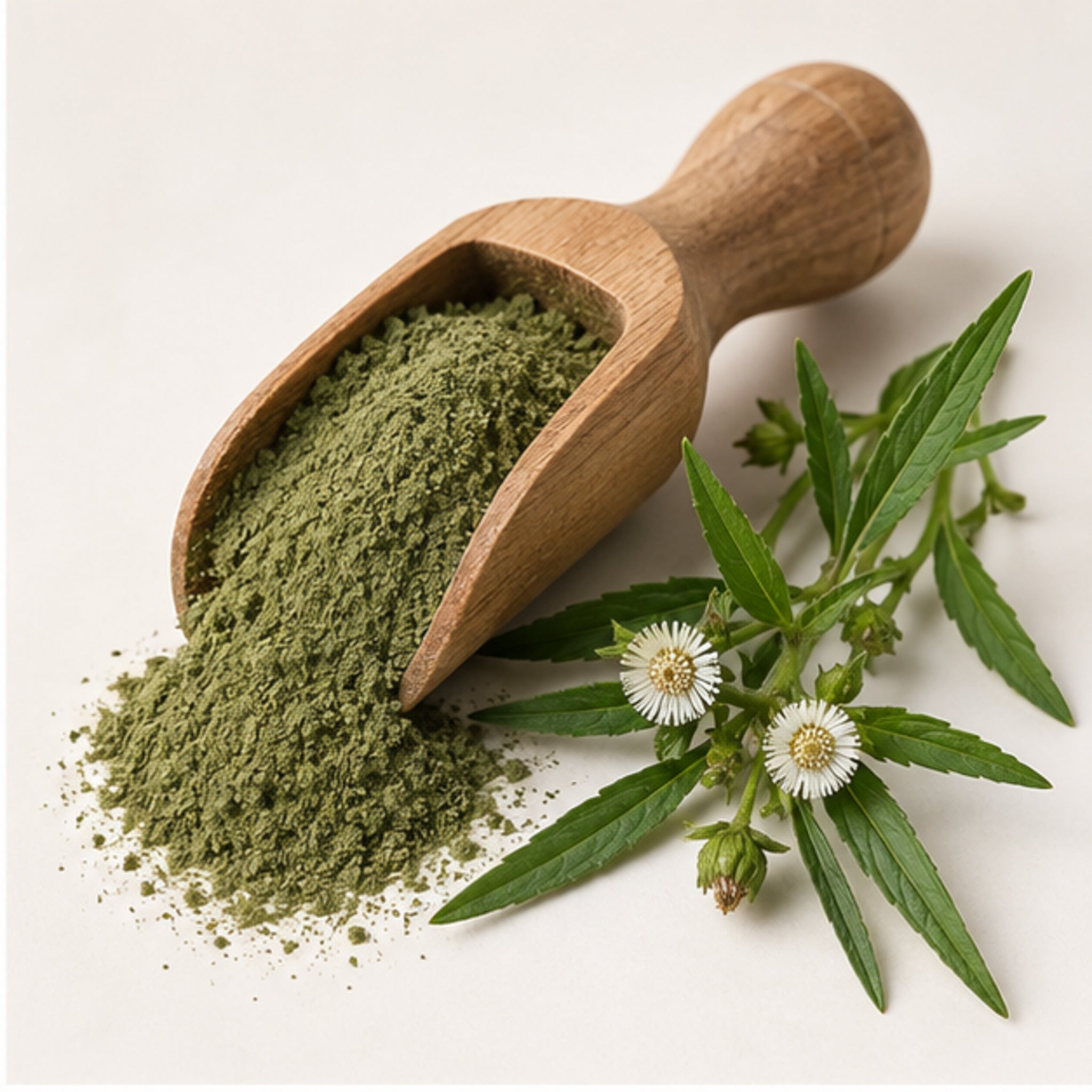 Bhringraj False Daisy White Head Powder 100g. image 2