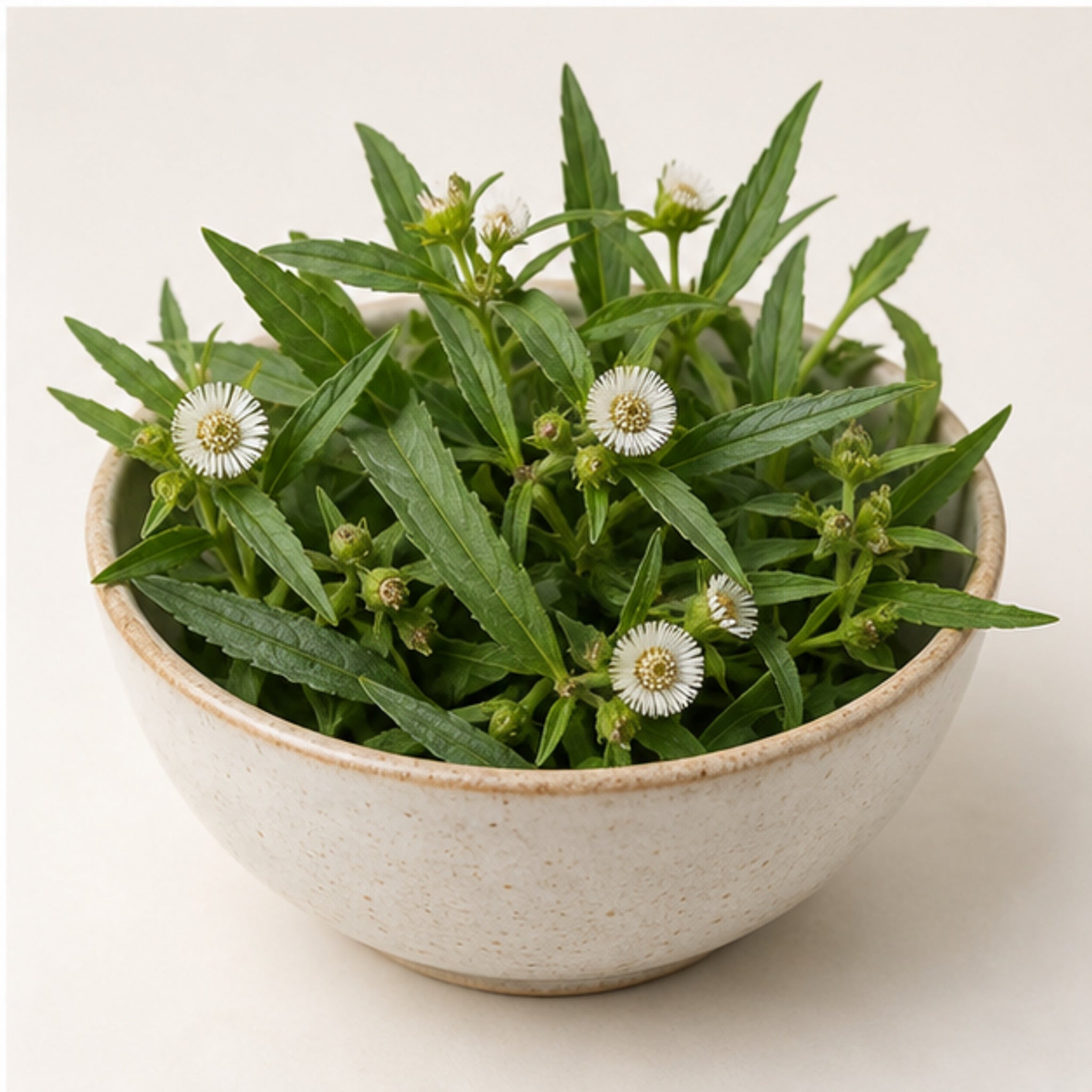 Bhringraj False Daisy White Head Powder 100g. image 4