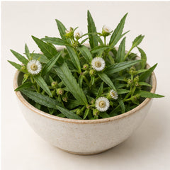 Bhringraj False Daisy White Head Powder 100g. image 4