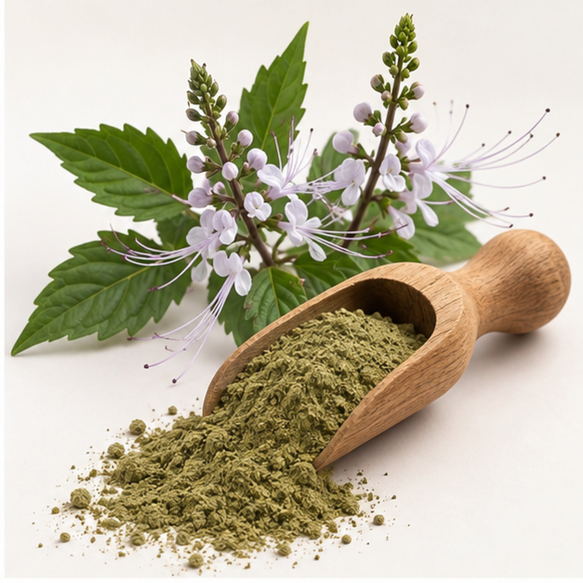 Orthosiphon aristatus Powder 100g image 2