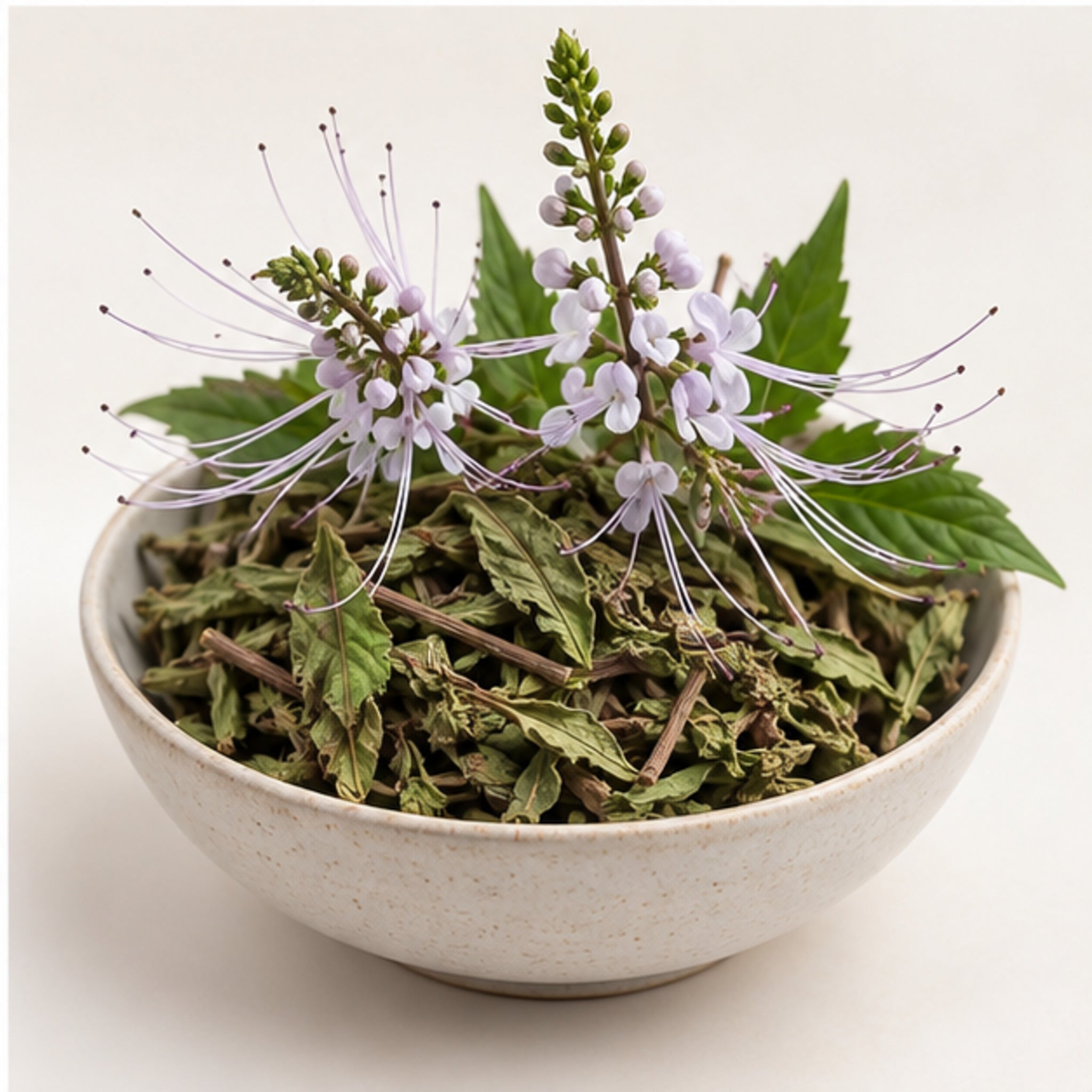 Orthosiphon aristatus Powder 100g | Cat's Whisker image 4