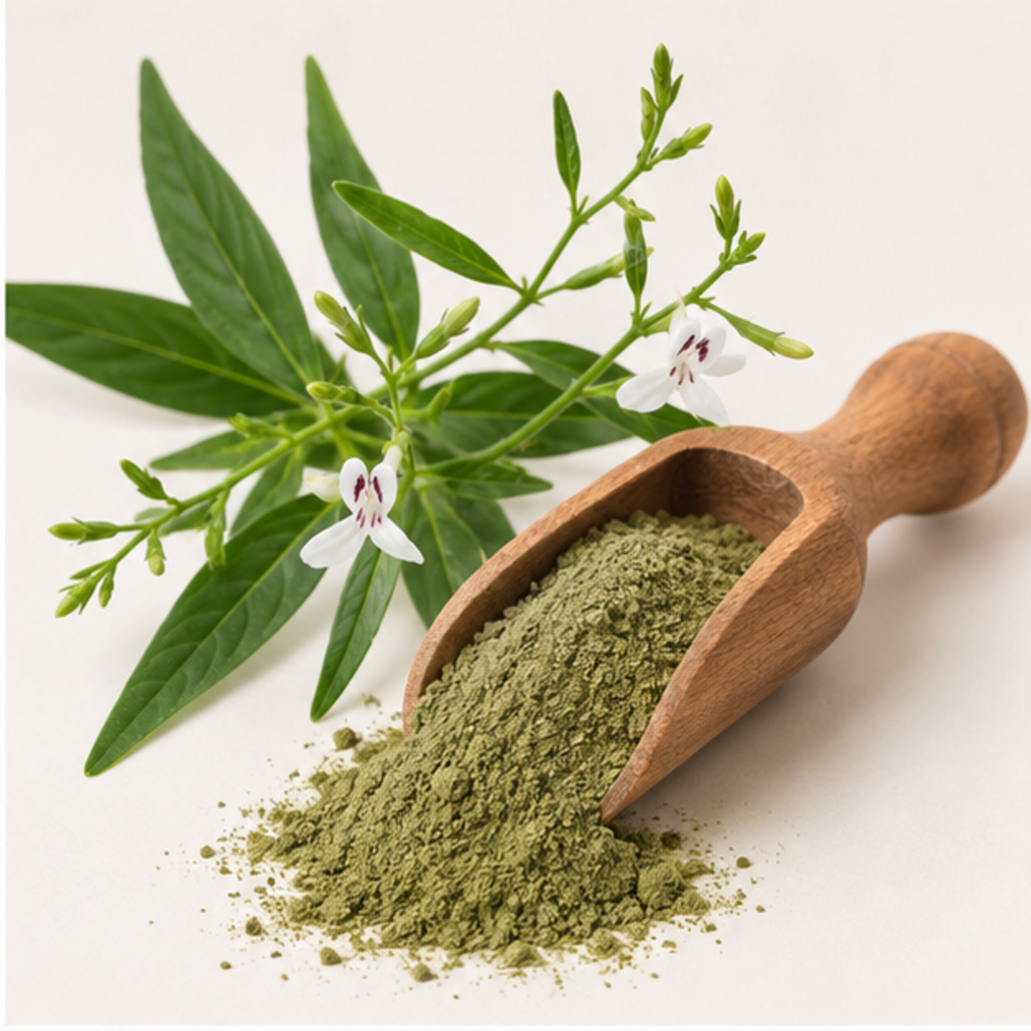 Andrographis Paniculata Kariyat Powder 100g. Green Chiretta image 2