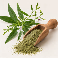 Andrographis Paniculata Kariyat Powder 100g. Green Chiretta image 2
