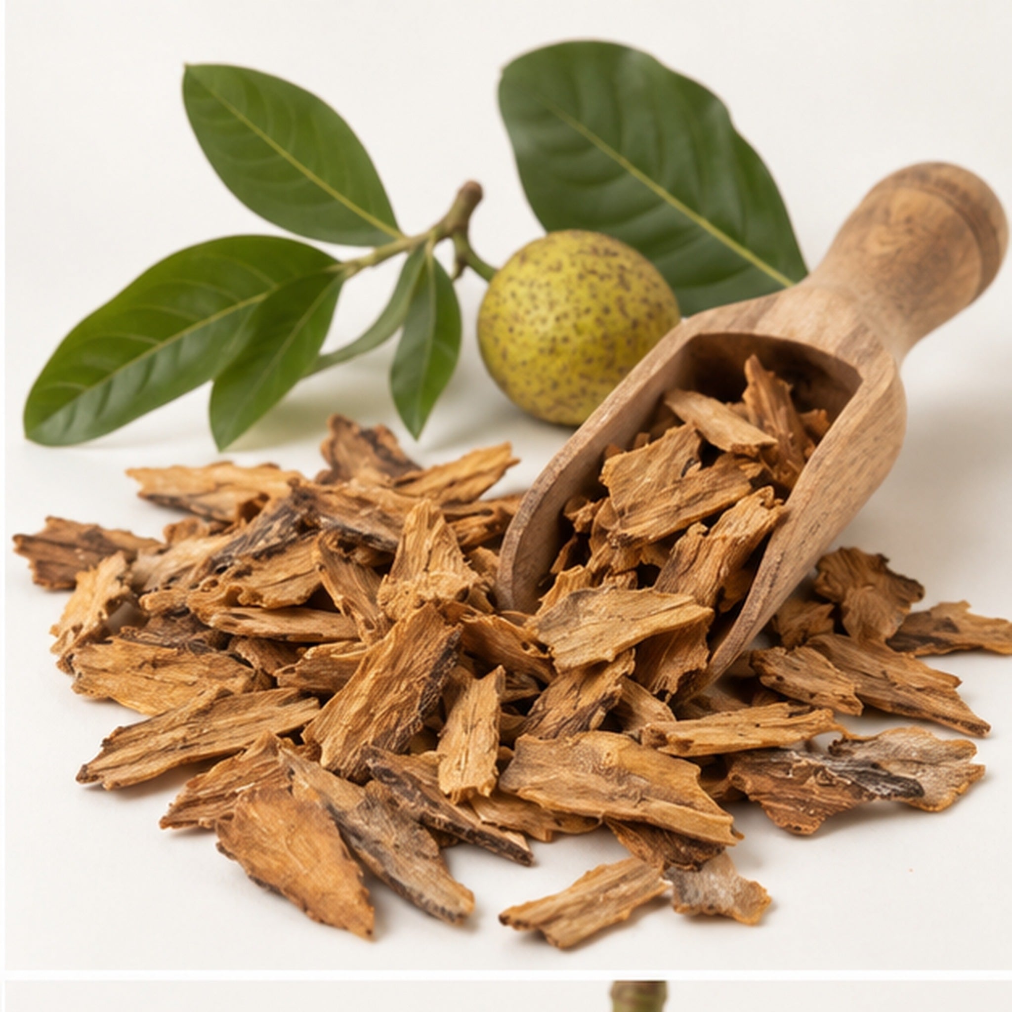 Dried Artocarpus Lakoocha Wood 100g | Mahad Monkey Jack image 2