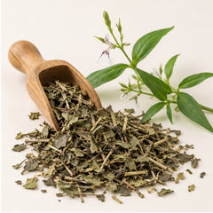 Dried Green Chiretta 100g. Andrographis Paniculata image 2