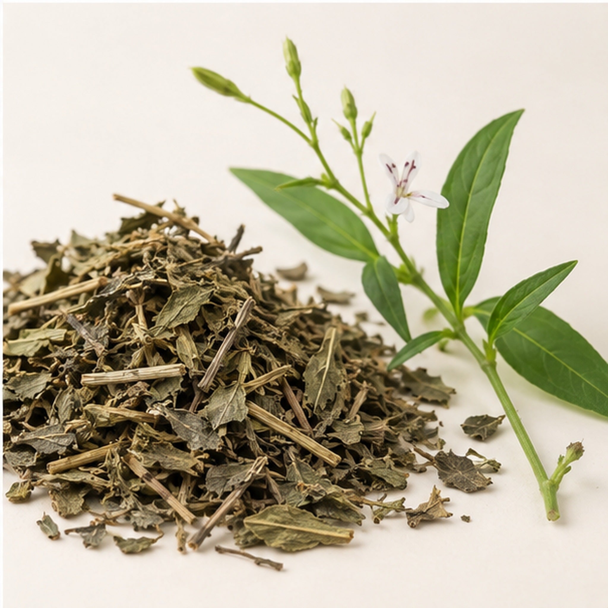 Dried Green Chiretta 100g. Andrographis Paniculata image 4