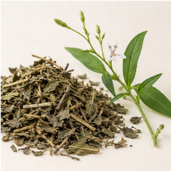 Dried Green Chiretta 100g. Andrographis Paniculata image 4