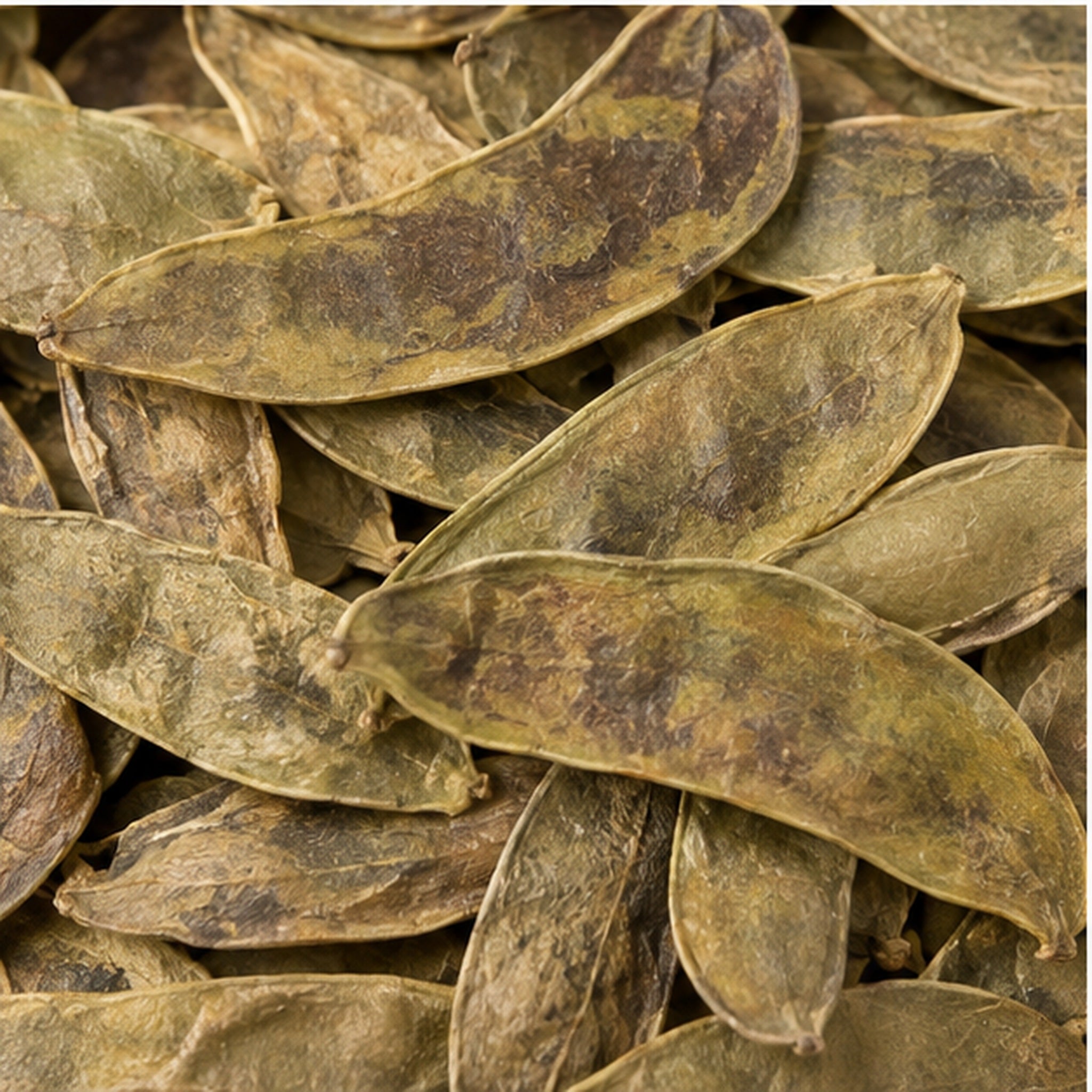 Dried Indian Senna Pods 100g. Senna alexandrina or Cassia angustifolia image 3