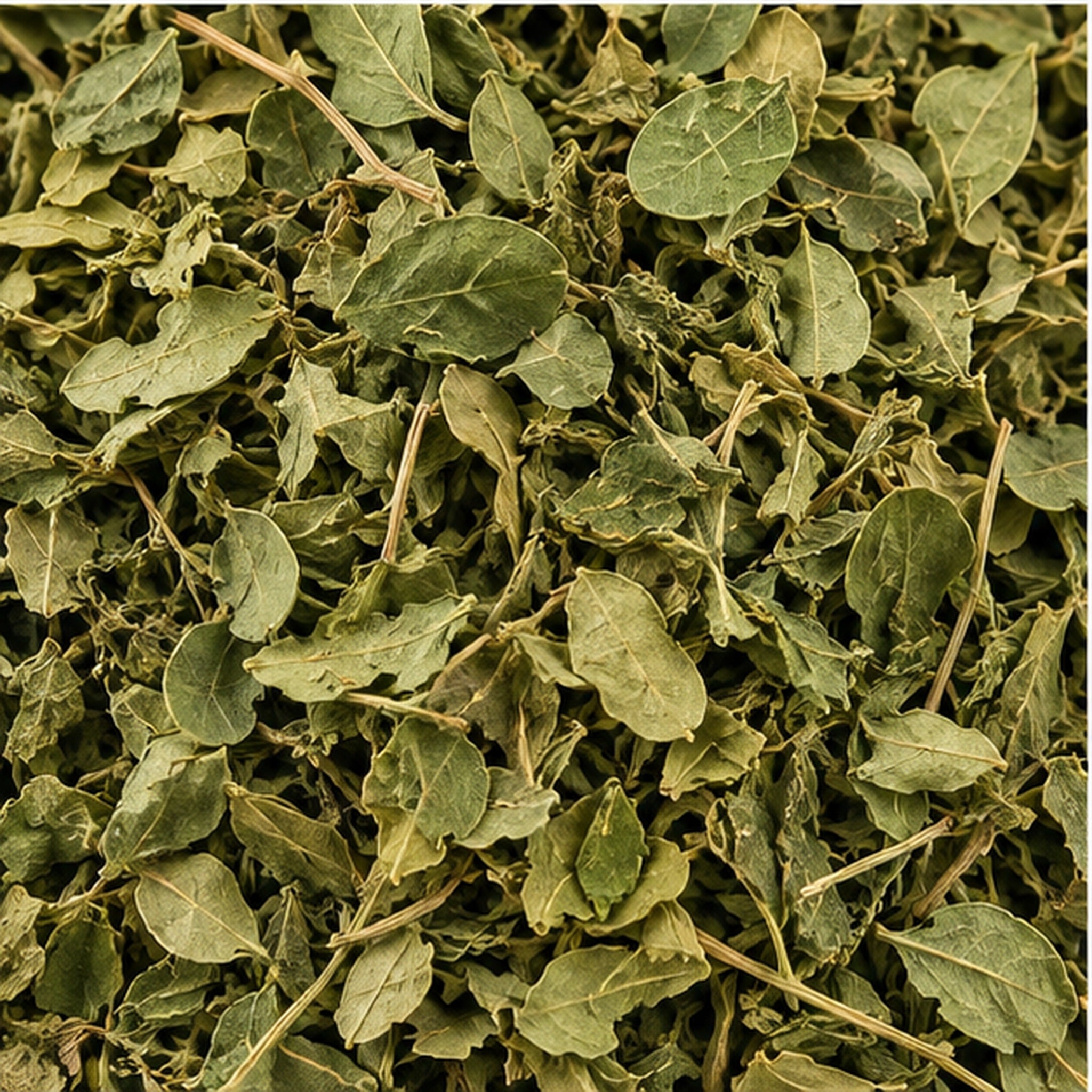 Dried Moringa Oleifera Leaf 100g. image 3