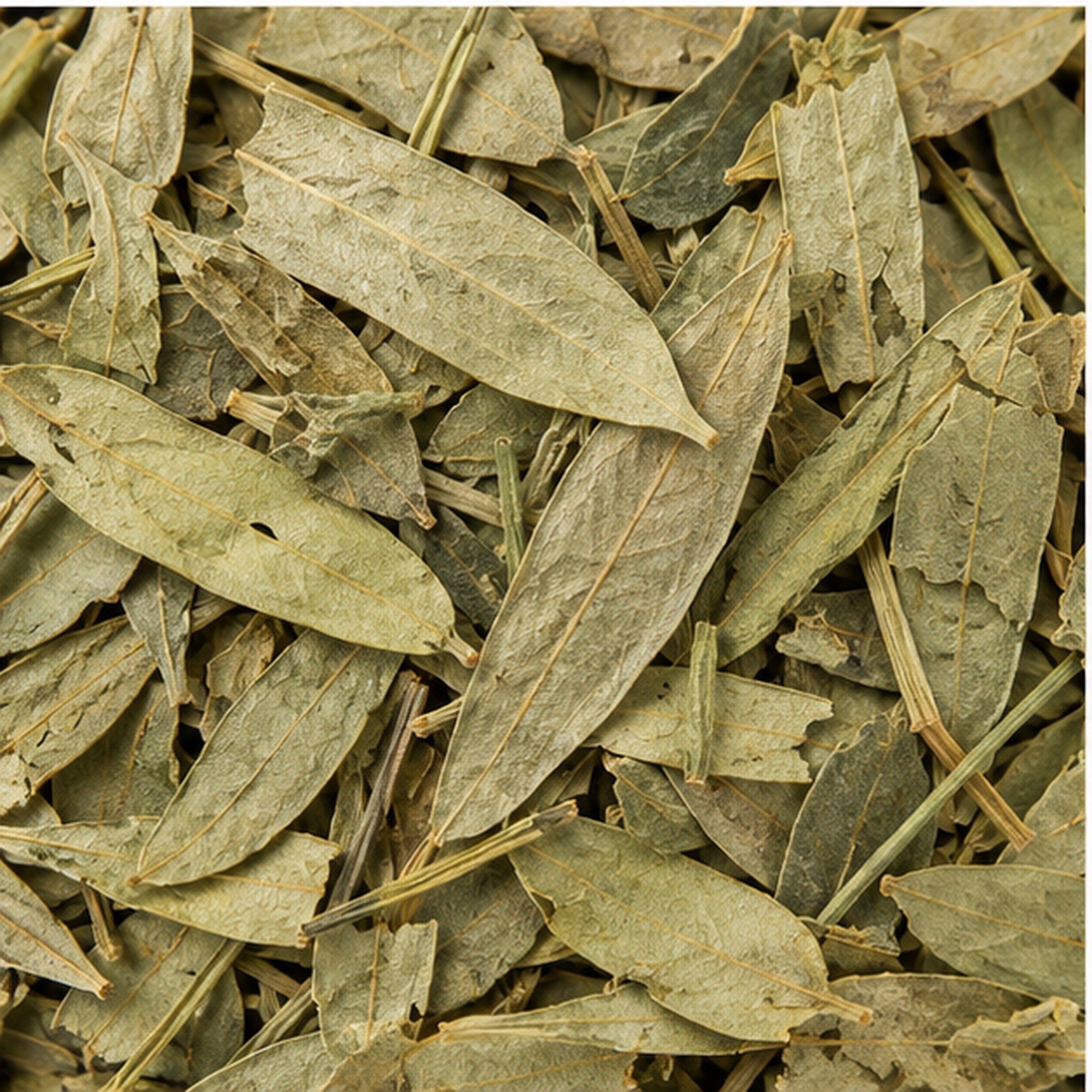 Dried Senna Alexandrina Leaves 100g | Indian Senna image 3