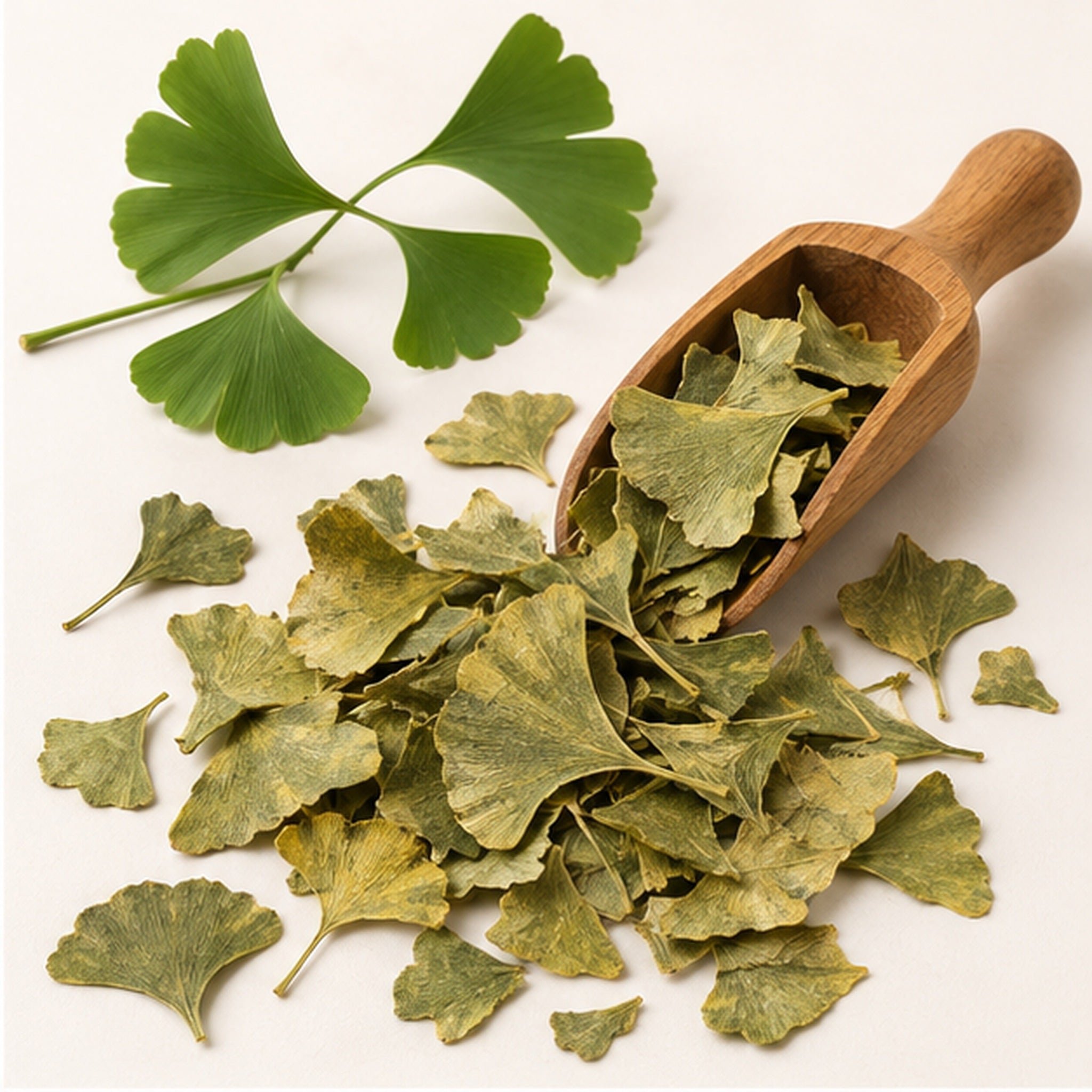Dried Ginkgo Leaves 100g. Ginkgo Biloba image 2