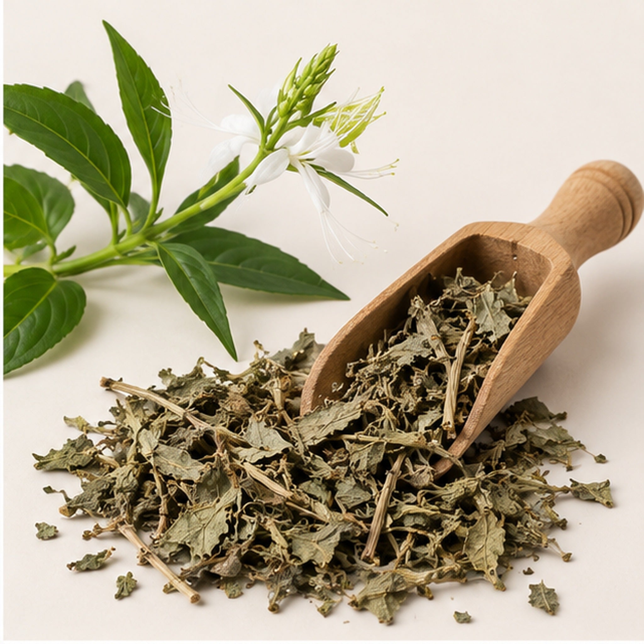 Dried Rhinacanthus Nasutus 100g | Snake Jasmine image 2