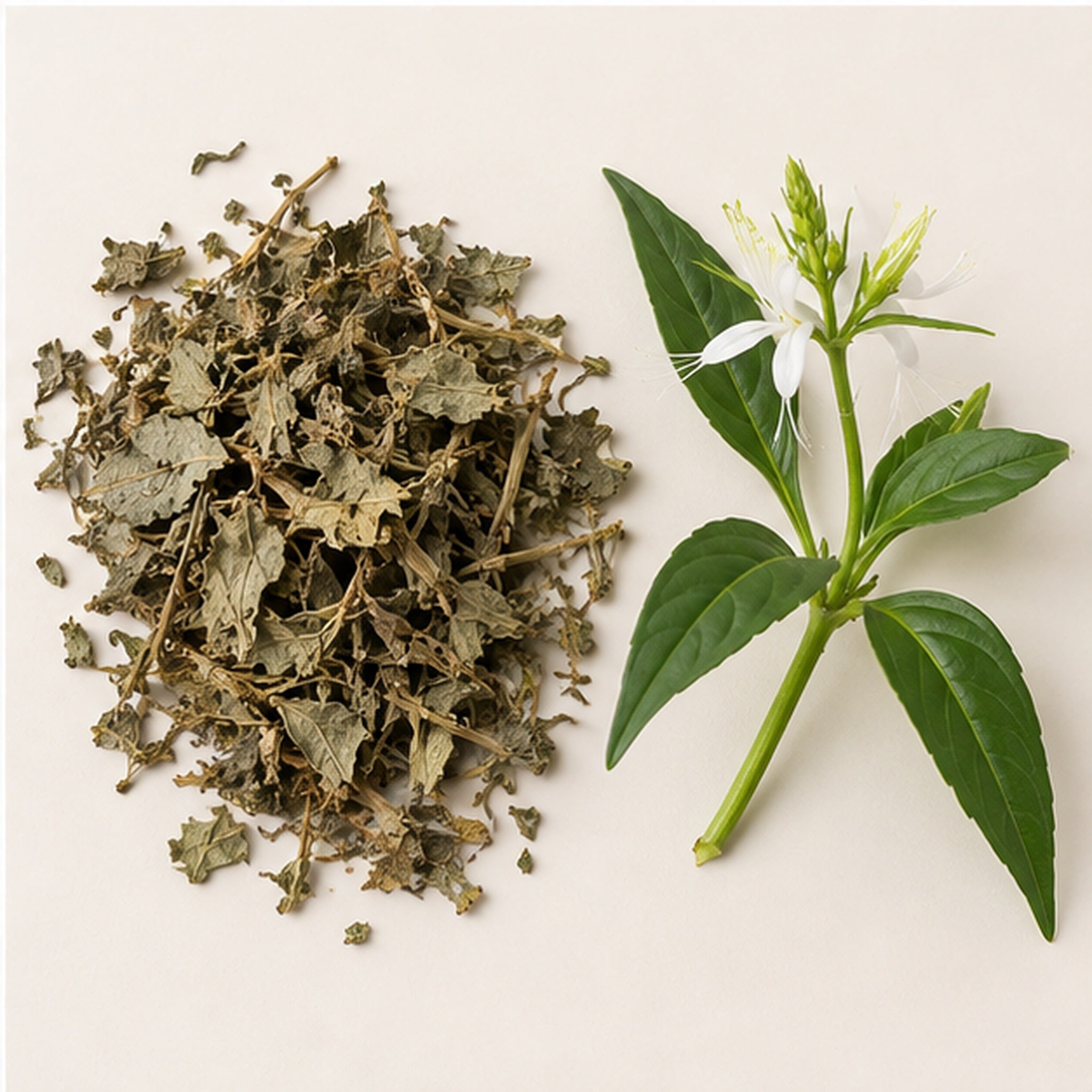 Dried Rhinacanthus Nasutus 100g | Snake Jasmine image 4