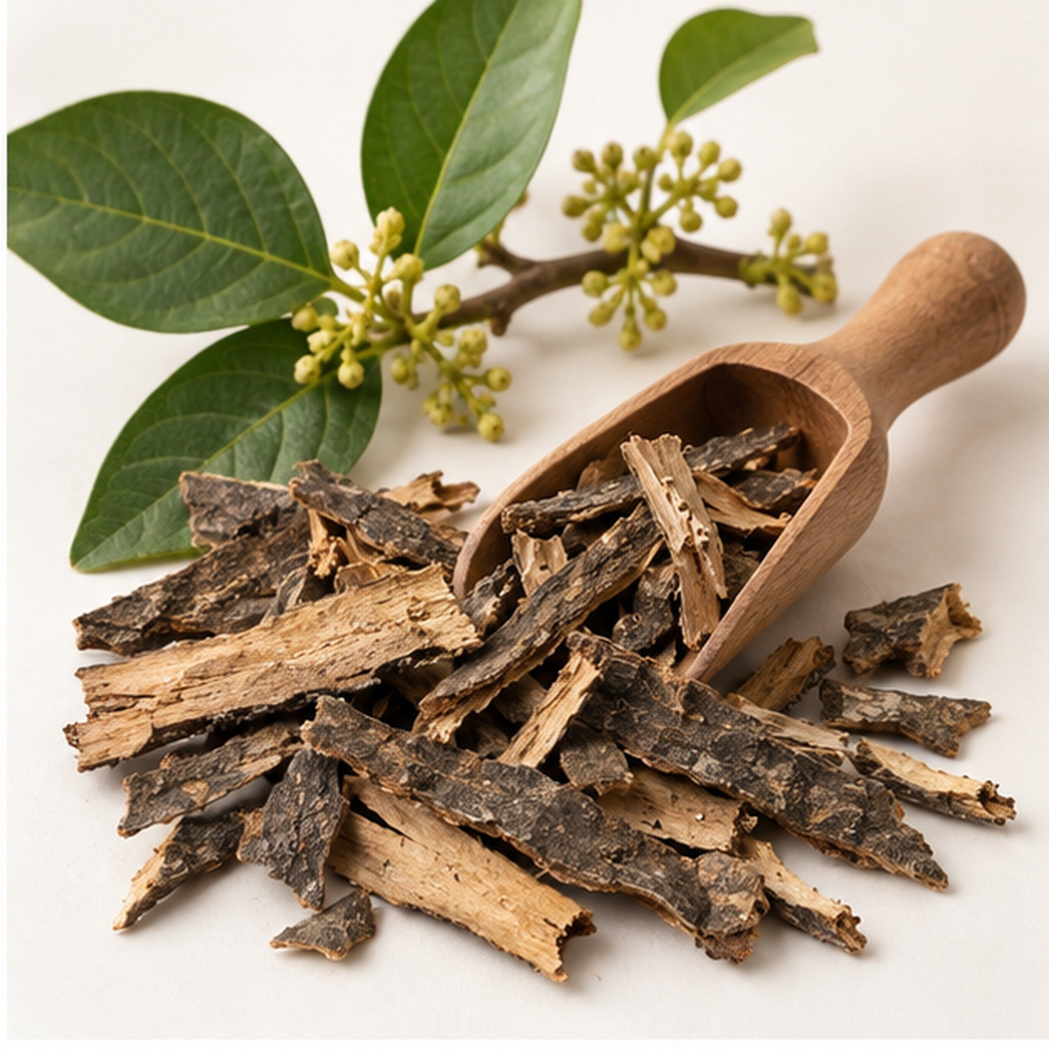 Dried Ventilago Denticulata 100g. Ventilago denticulata Willd Bark image 2