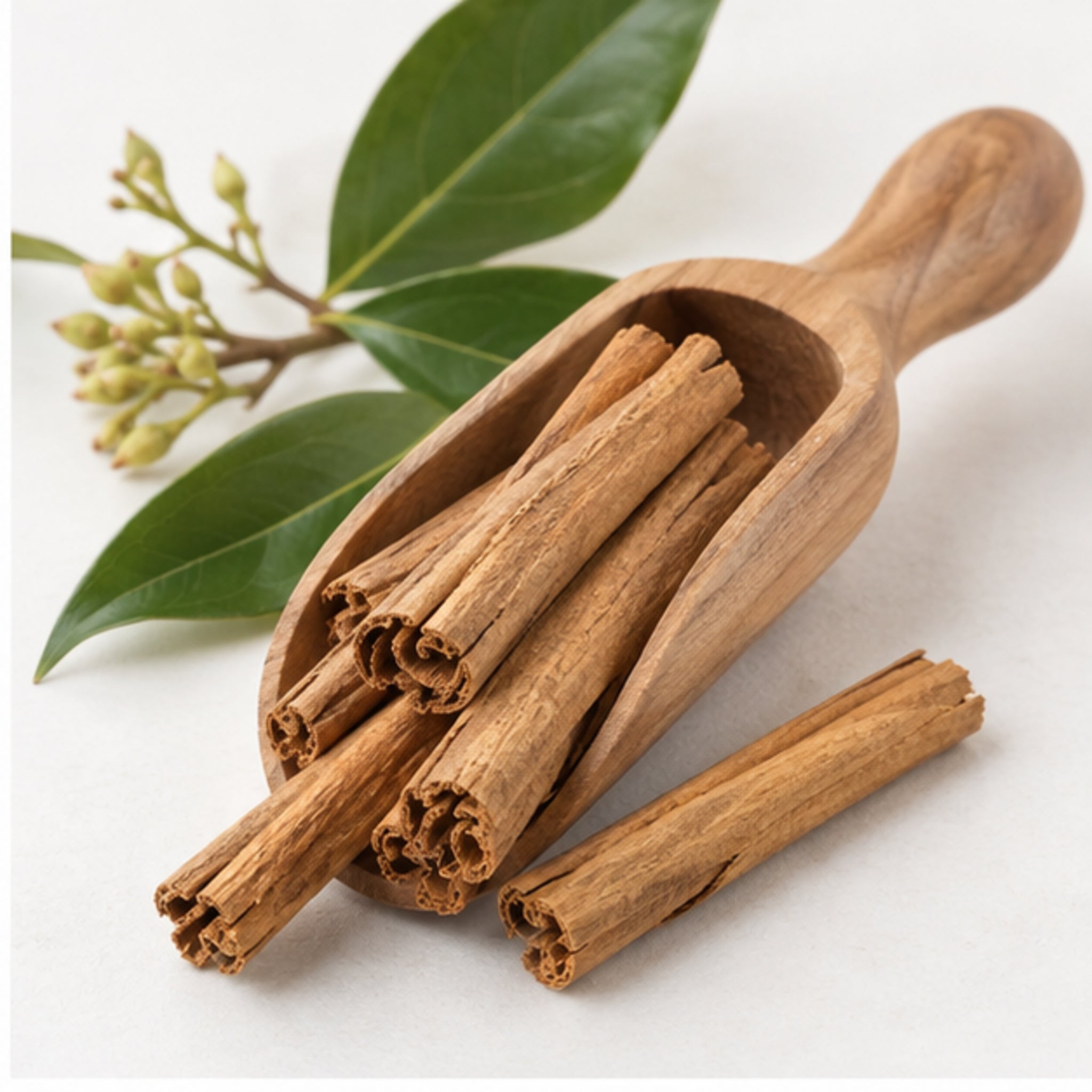 Dried Ceylon Cinnamon 100g | True Cinnamon product image