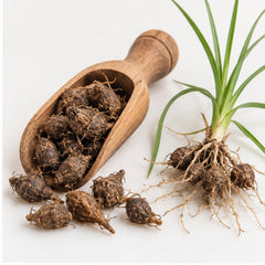 Dried Nut Grass 100g. Purple Nut Sedge or Nagarmotha product image
