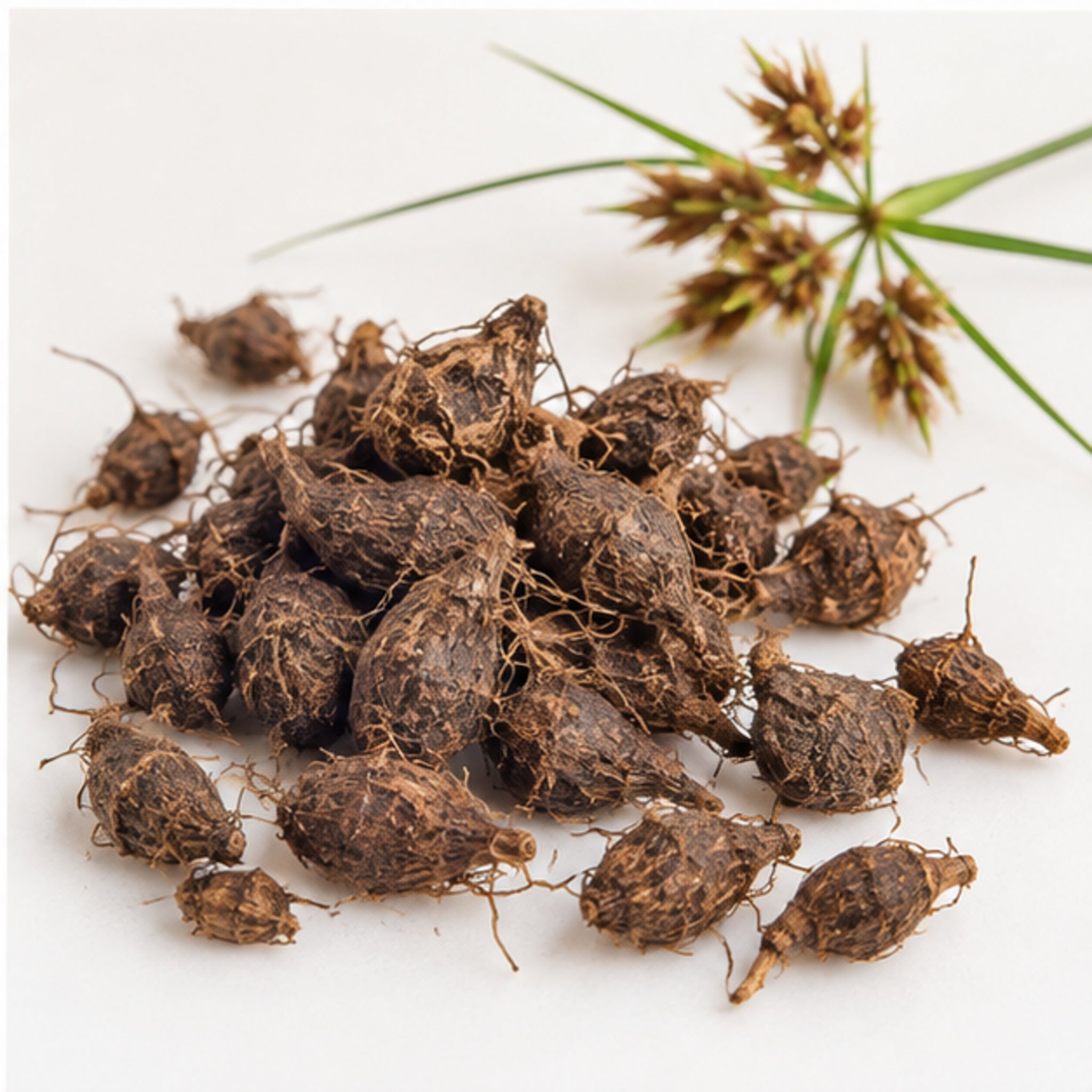 Dried Nut Grass 100g. Purple Nut Sedge or Nagarmotha product image