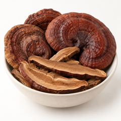 Dried Lingzhi mushroom material, studio product image