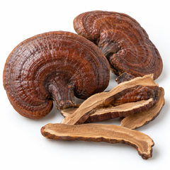 Dried Lingzhi mushroom material, close product image