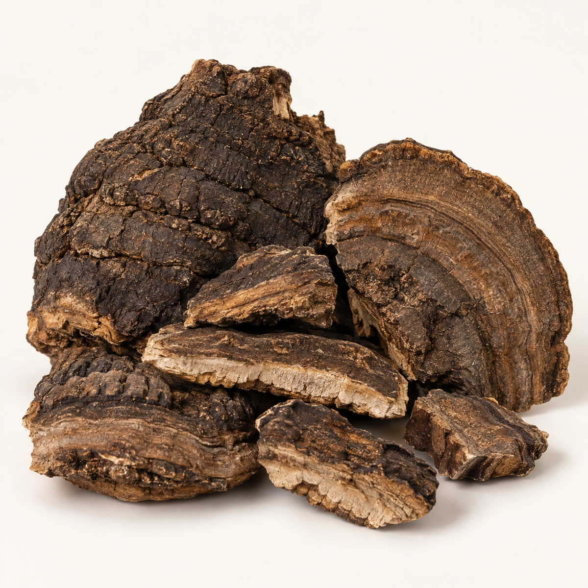 Dried Fomes rimosus fungal material, studio product image