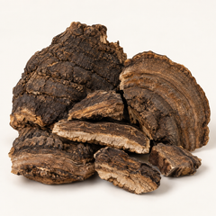 Dried Fomes rimosus fungal material, studio product image