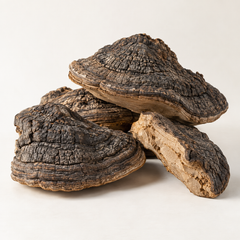 Dried Fomes rimosus fungal material, side view product image