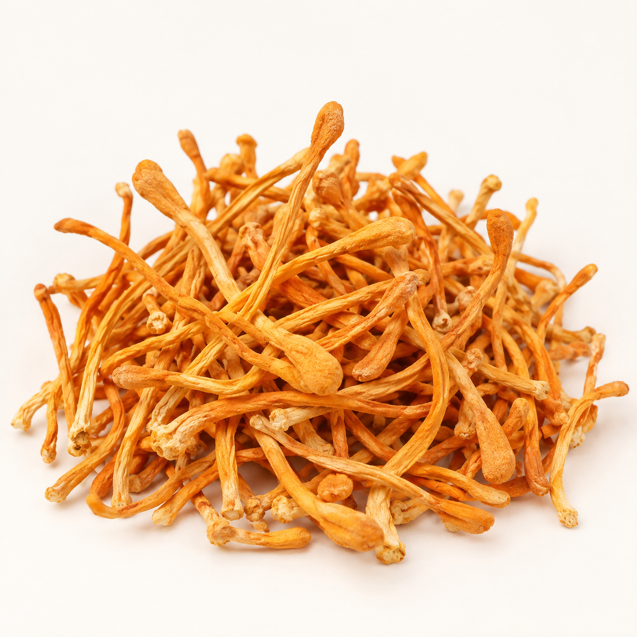 Dried Cordyceps militaris Golden Cordyceps, studio product image