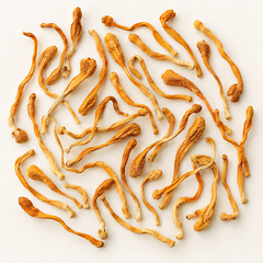 Dried Cordyceps militaris Golden Cordyceps, top view product image