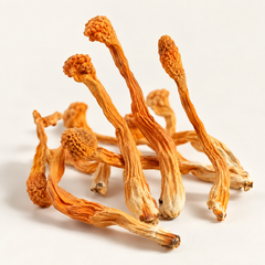 Dried Cordyceps militaris Golden Cordyceps, detail product image
