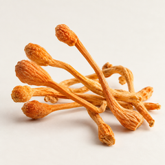 Dried Cordyceps militaris Golden Cordyceps, side view product image