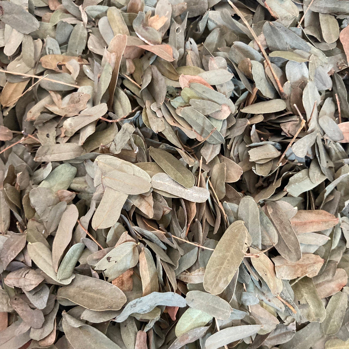 Dried Tamarindus indica L leaf 100g. Tamarind Leaves
