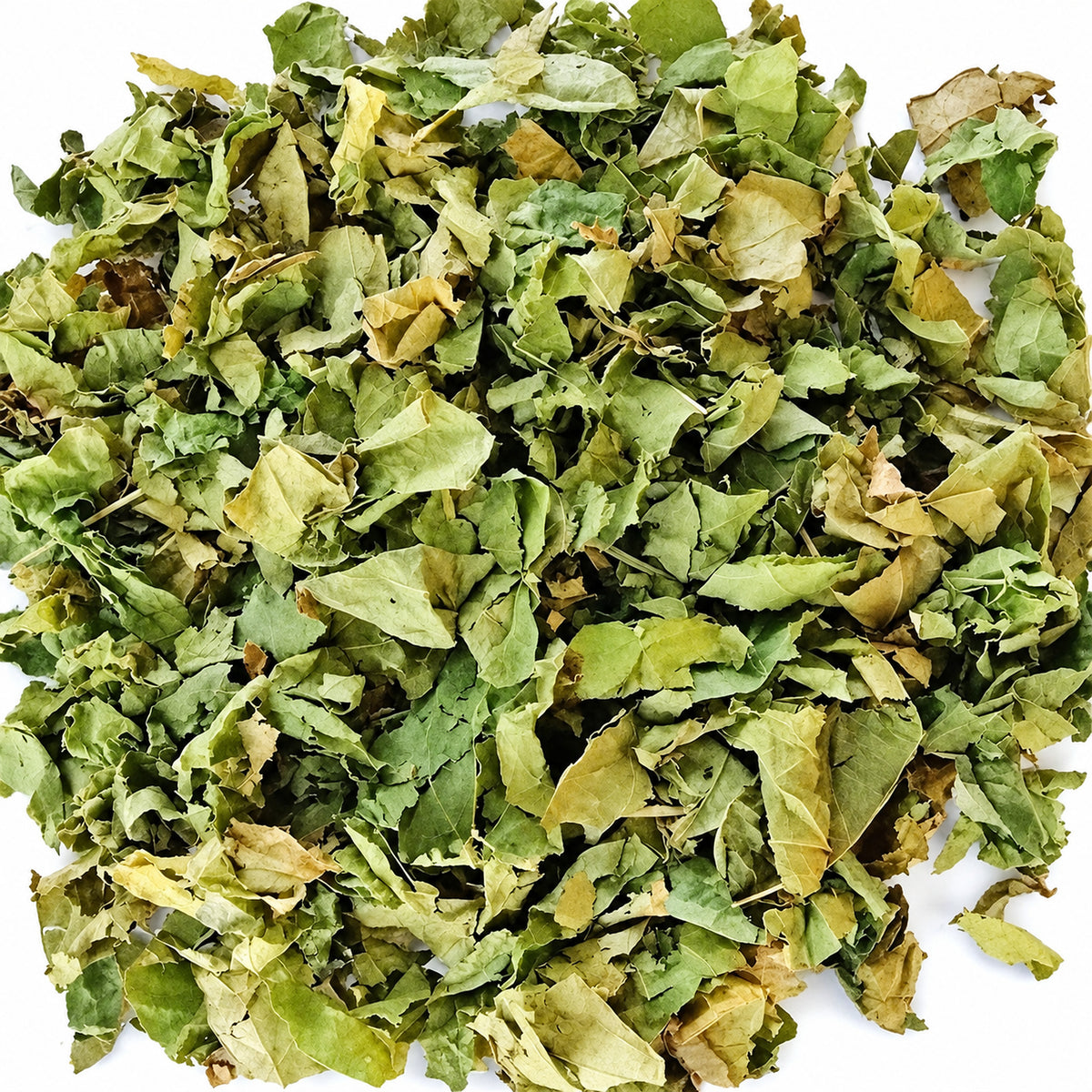 Dried Sacha Inchi leaves on a white background