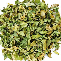 Dried Sacha Inchi leaves on a white background