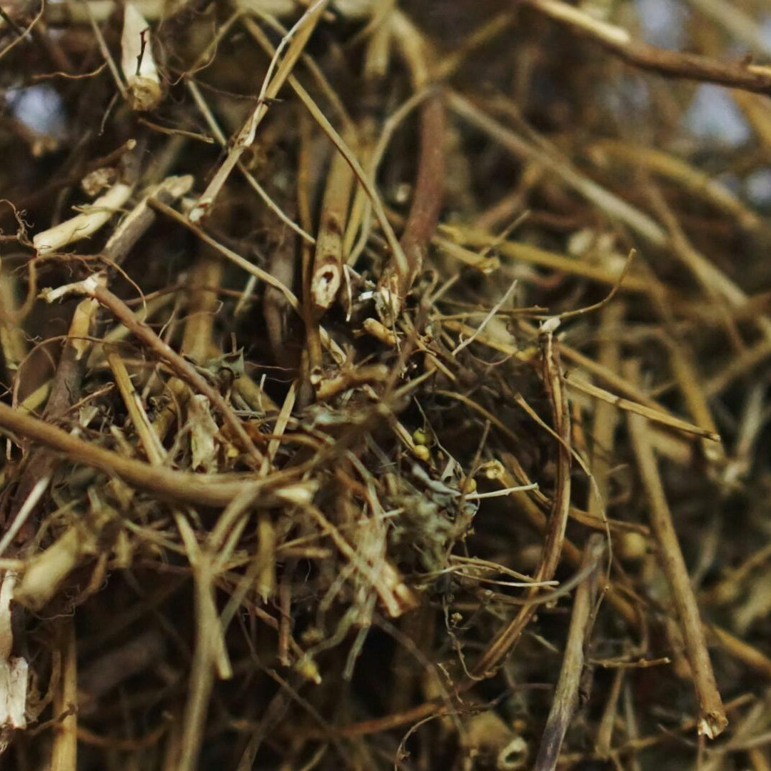 Dried Phyllanthus Niruri 100g. Chanca Piedra or Stonebreaker