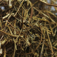 Dried Phyllanthus Niruri 100g. Chanca Piedra or Stonebreaker