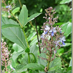 Floral plant with green leaves and small purple flowers in a natural setting