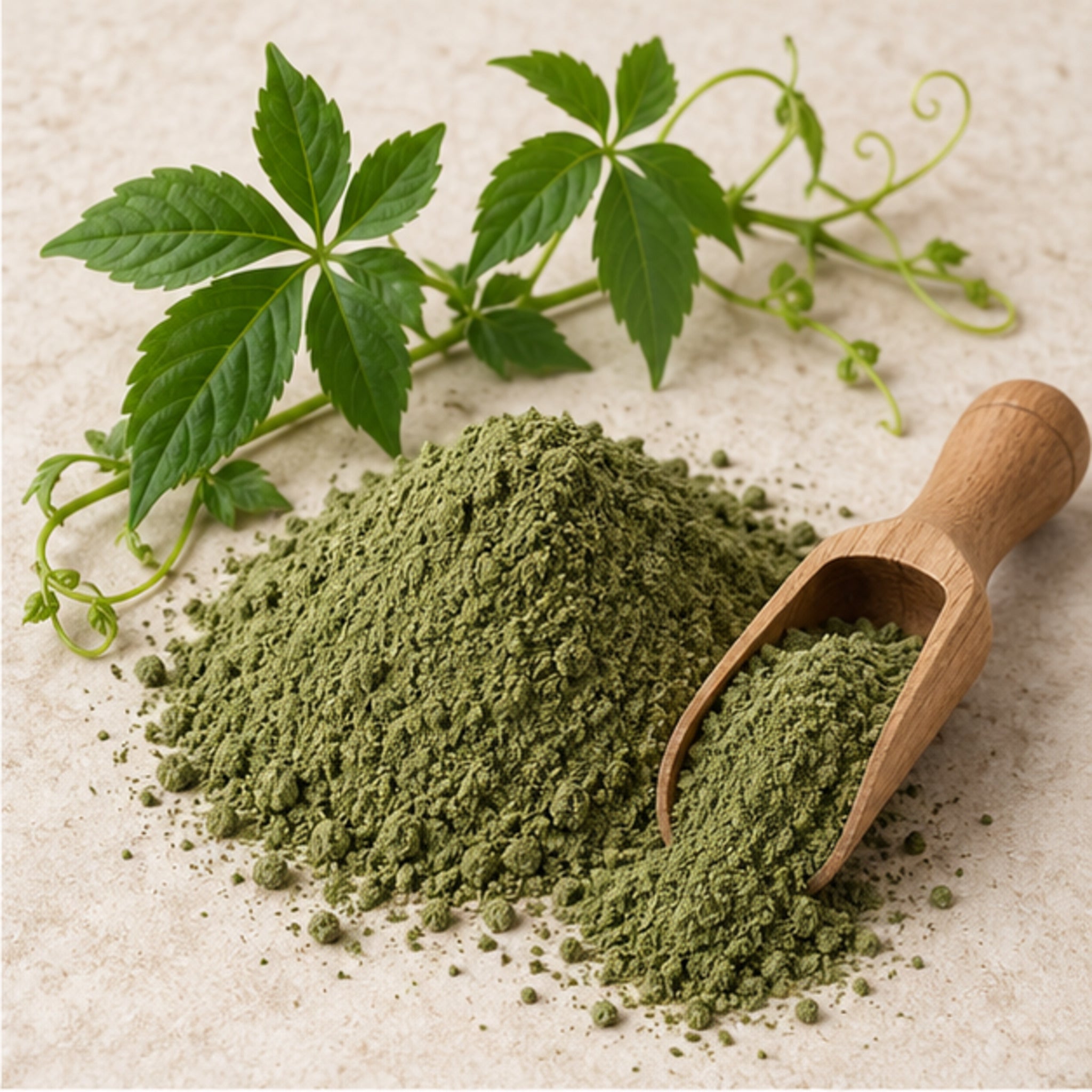Jiaogulan Gynostemma powder with wooden scoop and botanical material
