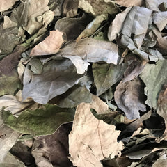 Dried Thunbergia Laurifolia 100g.
