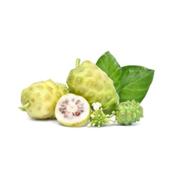 Dried Noni Vomit fruit Great morinca 100 Grams 100% Organic Authenic