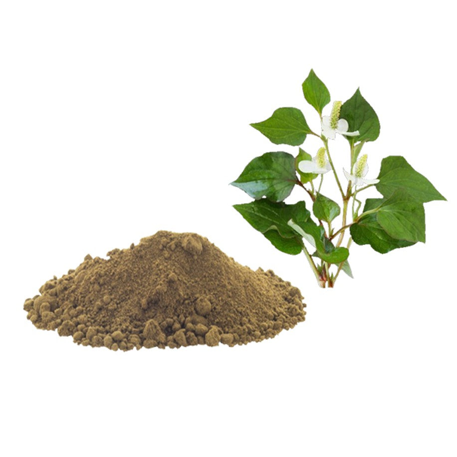 Houttuynia Cordata Powder 100g.