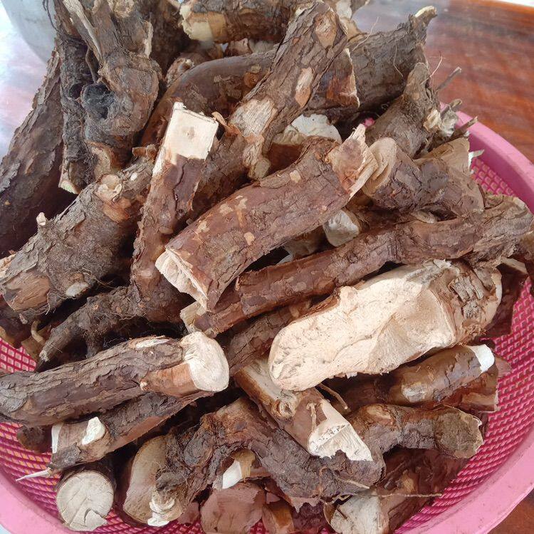 Dried Trigonostemon Root 100g. Trigonostemon Reidioides or Nat Kham