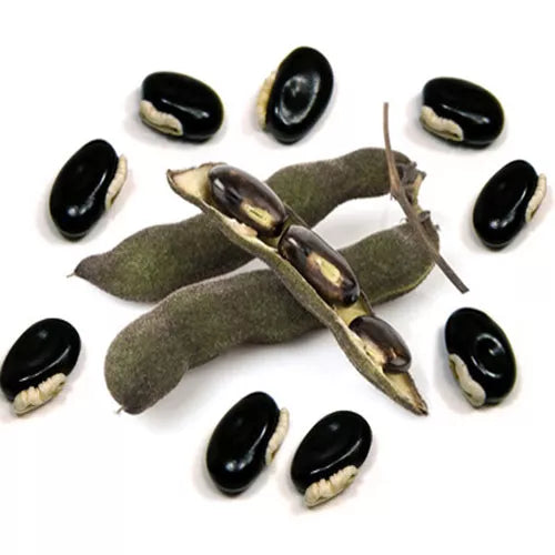 Dried Mucuna pruriens DC Seeds 100g.