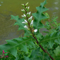 Dried Acanthus ebracteatus 100 Grams 100% Organic Authenic